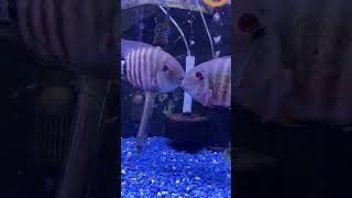 Freshwater fish fighting at lfs.