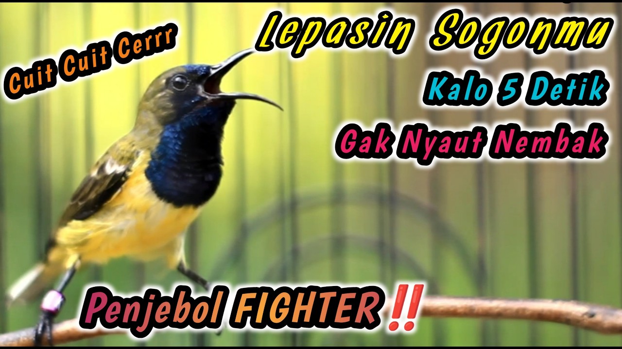 PUTAR SAMPAI SOGONMU IKUTAN GACOR NEMBAK‼️PANCINGAN PENGGACOR PALING JITU UNTUK SEMUA SOGON BAHAN