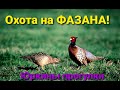 Охота на ФАЗАНА!!! Без собаки сложнее, но интересней!