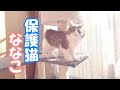 【保護猫】可愛すぎる子猫 キャットタワーを使いこなす【子猫/捨て猫/迷い猫】
