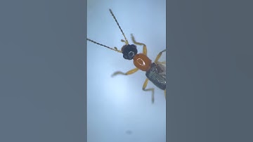 Fire Ant Under The Microcope | TULO - Microscope #shorts #microscope #fire #ants