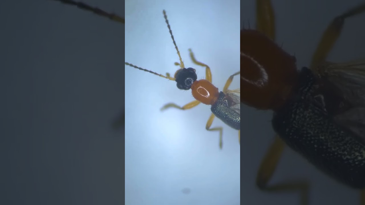 Fire Ant Under The Microcope | TULO - Microscope 