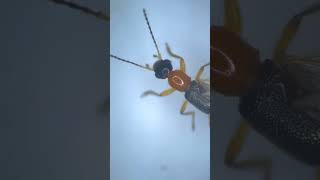 Fire Ant Under The Microcope | TULO - Microscope #shorts #microscope #fire #ants