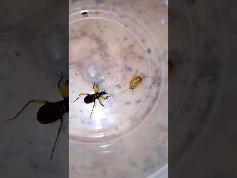 Клоп хищнец #assassinbug (хищный клоп охотиться).