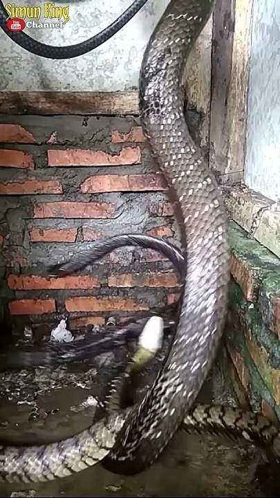 ULAR COBRA VS ULAR PYTHON!!!!!! #snake #cobra #ular #animals #python ...