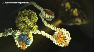 Epigenetics Overview