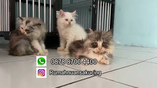 Ada 10 ekor Kitten menggemaskan siap untuk adopsi by Oco Nugroho 1,197 views 6 months ago 1 minute, 34 seconds
