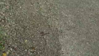 VID00051.AVI