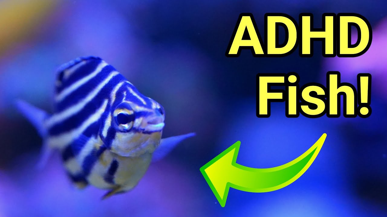 Обновление за 18 месяцев эксплуатации рефрижераторного судна Red Sea Reefer S-850! Эпизод 9