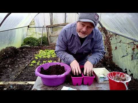 Comment semer de la ciboulette