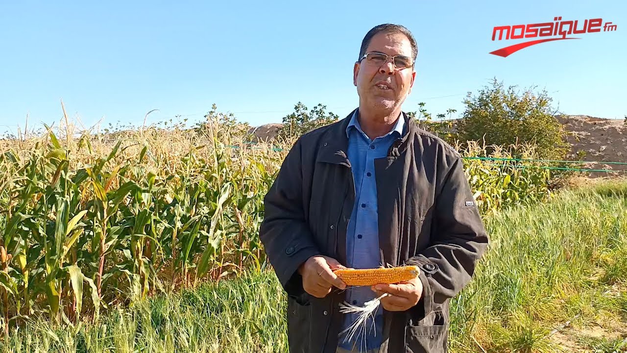 لأوّل مرّة في تونس.. حصاد القمح في نوفمبر