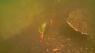 How Fluke Attack Your Bait Underwater