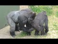 Shabani is crazy about Nene❗️❓❤️ Higashiyama Zoo⭐️ gorilla