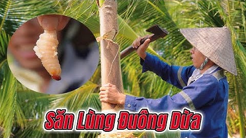Chặt Cây Dừa Để Tìm Đuông Dừa | Hiển Ở Nhà