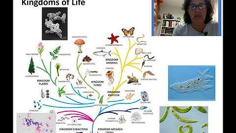 Chapter 4   video 1   introduction to cells