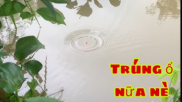 Câu Cá Mè Vinh Đầu Mùa Trúng Ổ Thả Xuống Là Giật Dính | Fishing Miền Tây