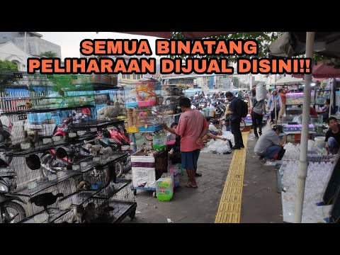 Video: Daftar dokumen akuntansi utama dan aturan pelaksanaannya