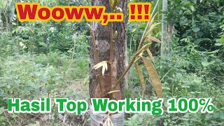 Top Working Tanaman Durian Sukses 100%