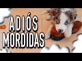 Adis mordidas destrozos y malas conductas de mi perro  martgon