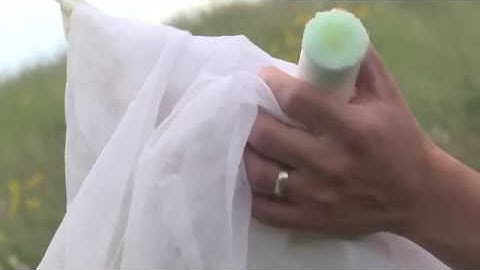 How to Move a Bumble Bee from a Net to a Vial