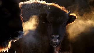 Amazing fun facts about a Bison.