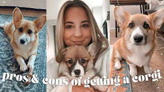 pros and cons of having a corgi |  watch before getting a corgi puppy! by Lauren Van Voorhis 7,210 views 2 years ago 9 minutes, 17 seconds