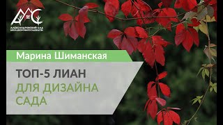 ТОП-5 лиан для дизайна сада