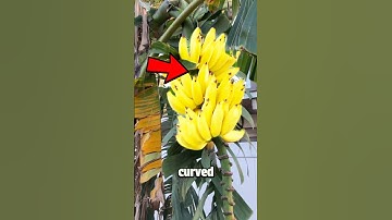 Why Do Bananas Grow Curved Like This 🤔
