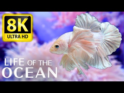 Life of the Ocean 500 species of sea creatures with relaxing music and ocean sounds
