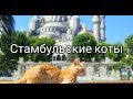 Стамбул - город котов! İstanbul cats