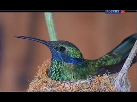 Колибри. Самоцветы животного мира