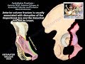 Acetabulum Anterior Wall, Column, Hemi-Transverse - Everything You Need To Know - Dr. Nabil Ebraheim