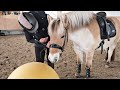 Schrecktraining mit Fauni, mit Pferd über eine Plane Galoppieren