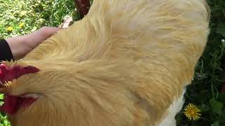 Rooster Getting more Hugs