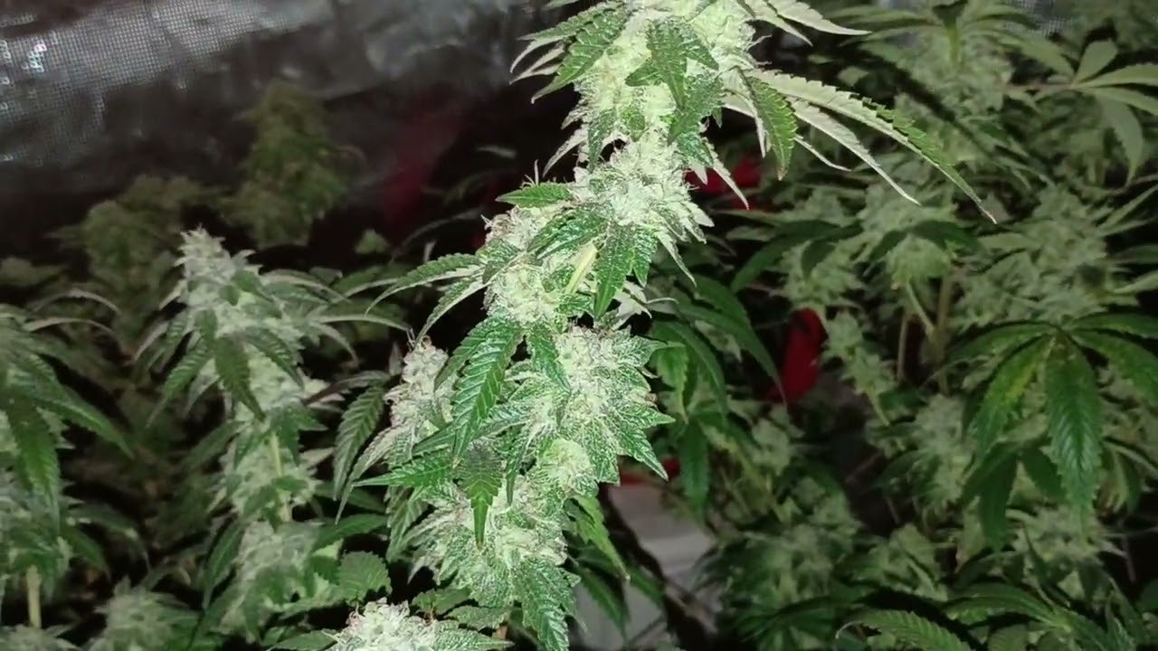 Skywalker kush starkiller 