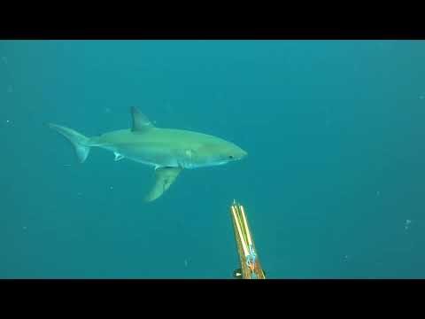 GRAPHICVIDEO NEAR DEATH COMPILATION BEST OF JANUARY 2022