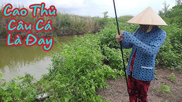#2- Câu Cá Chốt Trâu Giật Thấy Mê @NgườiKhôngChuyên
