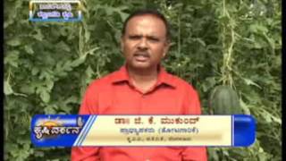 7 1 16watermelon cultivation in polyhouse dr g k mukund and pruning in custard apple dr t shaktivelu