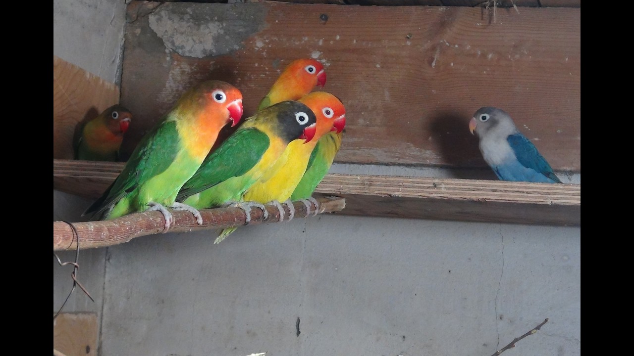 В гостях у Олега Викторовича. Масковые неразлучники.