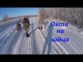 Охота на зайца.  Часть 6. (сезон 2016-2017гг.)