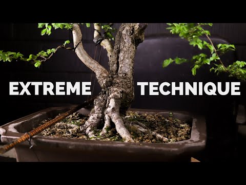 An Extreme Bonsai Bending Mistake to Avoid