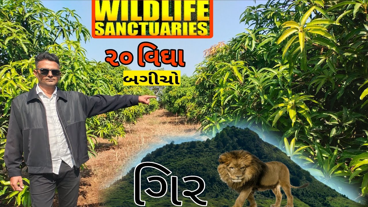  આ ગિર ની જમીન માટે માલિક નો સંપર્ક 👉☎️9726158992  