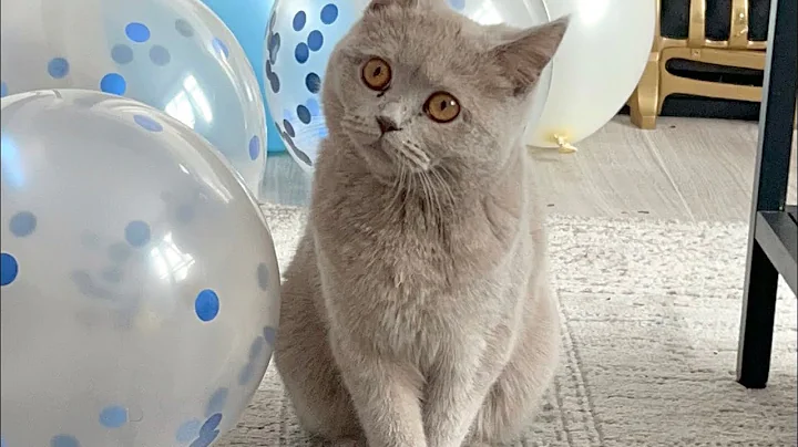 Video 518771: scottish fold british shorthair, cat scottish fold british, british shorthair mix cat, britishshorthair scottishfold cat, lilac british shorthair cat