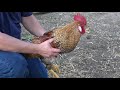 How To Make A MEAN Rooster NICE!