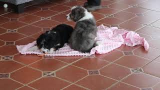Mini Aussiedoodle Puppies For Sale