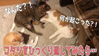 コタツの中に何かがいたのでひっくり返してみたら…!