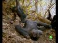 Documental. Chimpances Homenaje a las madres del mundo animal 8/17