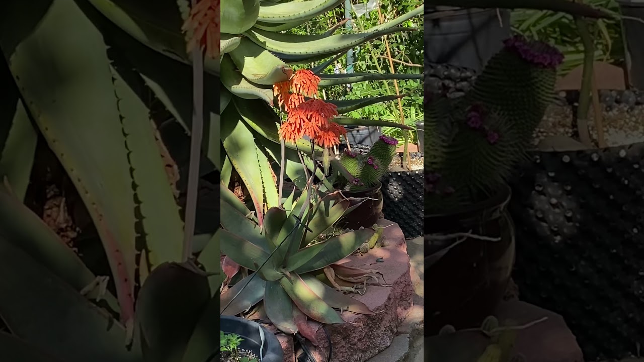 Hummingbird and aloe striata flowers