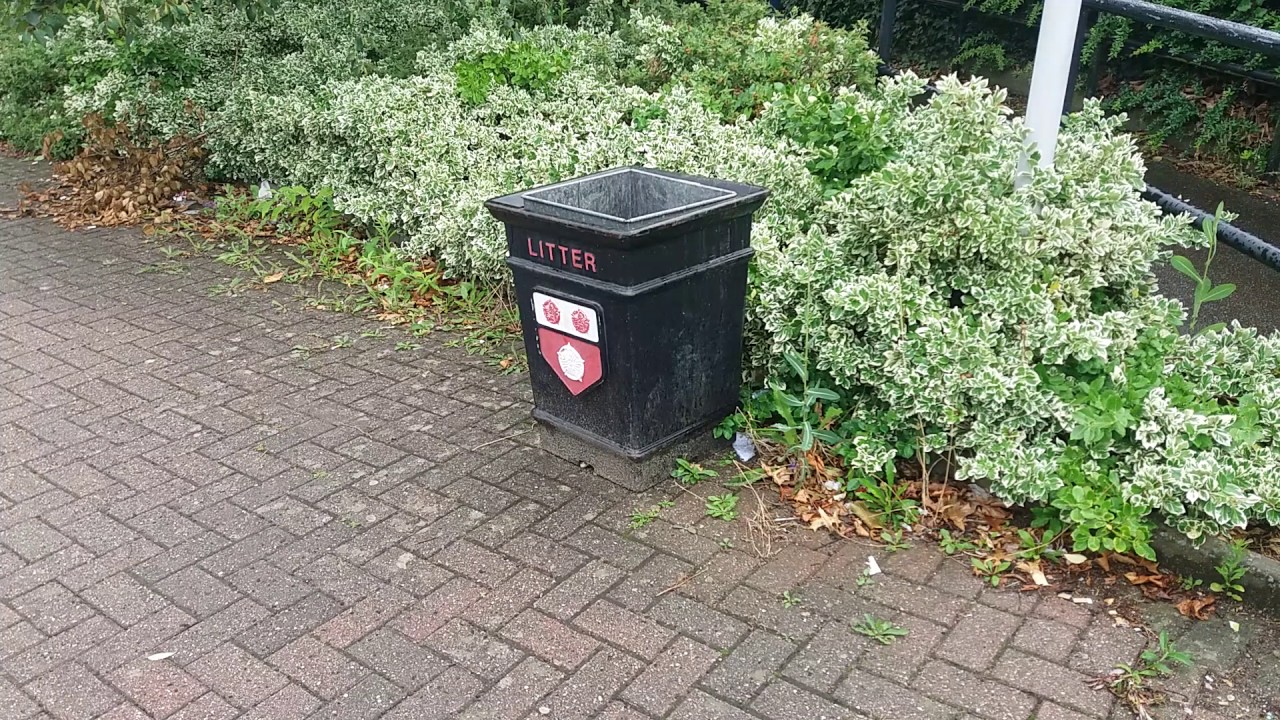2 sec clip of a english bin on the rain - YouTube
