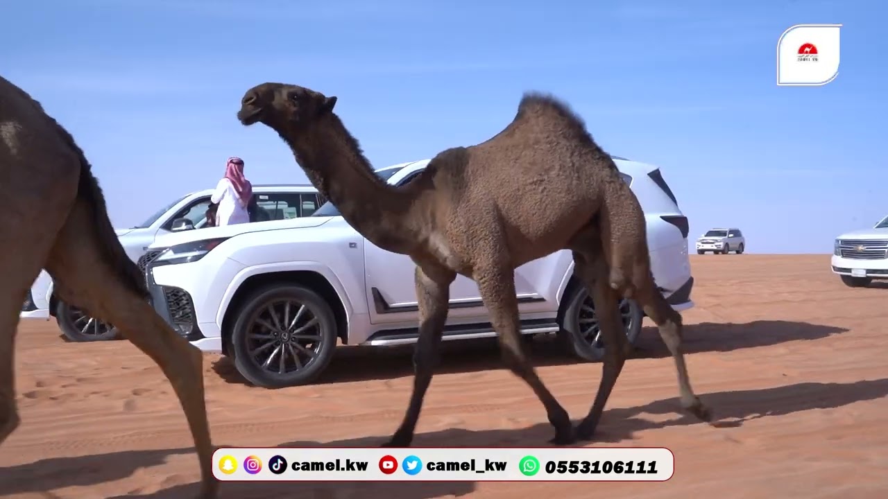 مسيرة فردي رجل الأعمال  بندر بن بدر بن عميره